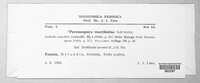 Peronospora matthiolae image